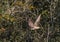 Juvenile peregrine falcon flying off from trees, showing wing detail underneath