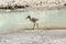 A juvenile pied stilt by the water`s edge