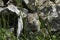 Juvenile pika (Ochotona princeps) tastes a blade of grass with its tongue