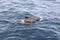 Juvenile pilot whale and mother in sapphire sea