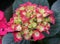 A juvenile pink and yellow hydrangea flower