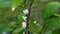 Juvenile Planthoppers on Hedge Branches 04 Slow Motion