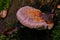 Juvenile Polypore fungus in autumn