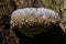 Juvenile Polypore fungus in autumn