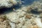 Juvenile Porkfish swimming in the ocean