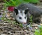 Juvenile Possum in Flowerbed
