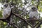 Juvenile Powerful Owls