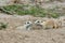 Juvenile Prairie Dogs