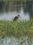 Juvenile purple heron stood in reeds of river marshland