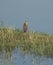 Juvenile purple heron stood in reeds of river marshland