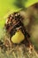 a juvenile purple rumped sunbird (leptocoma zeylonica) in the nest in summertime