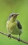 Juvenile purple Sunbird portrait in the green background for making wallpaper on smartphone or PC