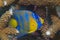 Juvenile Queen Angelfish-Holocanthus ciliaris