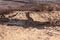 Juvenile rabbit, Sylvilagus bachmani, wild brush rabbit rests under a log in Irvine