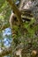 Juvenile raccoon up an evergreen tree on a sunny day, looking down with curiosity