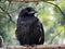 Juvenile Raven Or Covus Corax Perched On Branch In Summer