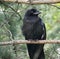 Juvenile Raven Or Covus Corax Perched On Branch In Summer