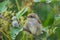 Juvenile Red-Backed Shrike