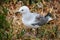 Juvenile Red-billed gull at Taiaroa Head, Otago Peninsula, New Zealand