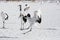 Juvenile Red Crowned Crane Airborne Courtship Dance