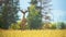 Juvenile red deer observing from a horizon on a sunlit green meadow in nature.