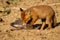 Juvenile red fox cub standing on killed prey with a paw with claws