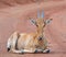 Juvenile Red Hartebeest