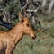 Juvenile Red Hartebeest