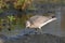 Juvenile Red Knot Sandpiper bird walks along shore of Lake Ontario