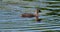 Juvenile Red Necked Grebe Or Podiceps Grisegena