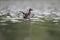 A juvenile red-necked grebe Podiceps grisegena swimming and stretching its wings above the water in a city pond in the capital c