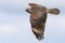 Juvenile Red-shouldered Hawk