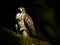 Juvenile Red-shouldered Hawk against black