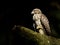 Juvenile Red-shouldered Hawk against black