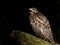 Juvenile Red-shouldered Hawk against black