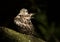 Juvenile Red-shouldered Hawk against black