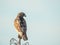 Juvenile Red-shouldered Hawk Perched