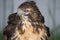 Juvenile Red Tail Hawk & x28;Buteo Jamaicensis& x29; is a bird of prey in