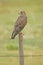 Juvenile Red-tailed Hawk