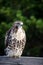 Juvenile Red Tailed Hawk