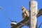 Juvenile Red-tailed Hawk Buteo jamaicensis perched on wooden power pole, San Francisco bay, California