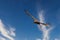 Juvenile Red-tailed hawk in flight on a sunny day