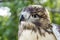 Juvenile Red Tailed Hawk profile