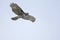 Juvenile Red-tailed hawk soars overheadon the lookout for prey