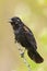 Juvenile Red-winged Blackbird