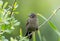 Juvenile Red winged blackbird ` Agelaius phoeniceus `