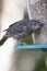 Juvenile red winged blackbird at feeder