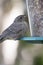 Juvenile red winged blackbird at feeder