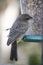 Juvenile red winged blackbird at feeder