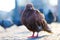 Juvenile reddish brown pigeon sitting on the pavement in front of a blurry urban scene at sunset in berl